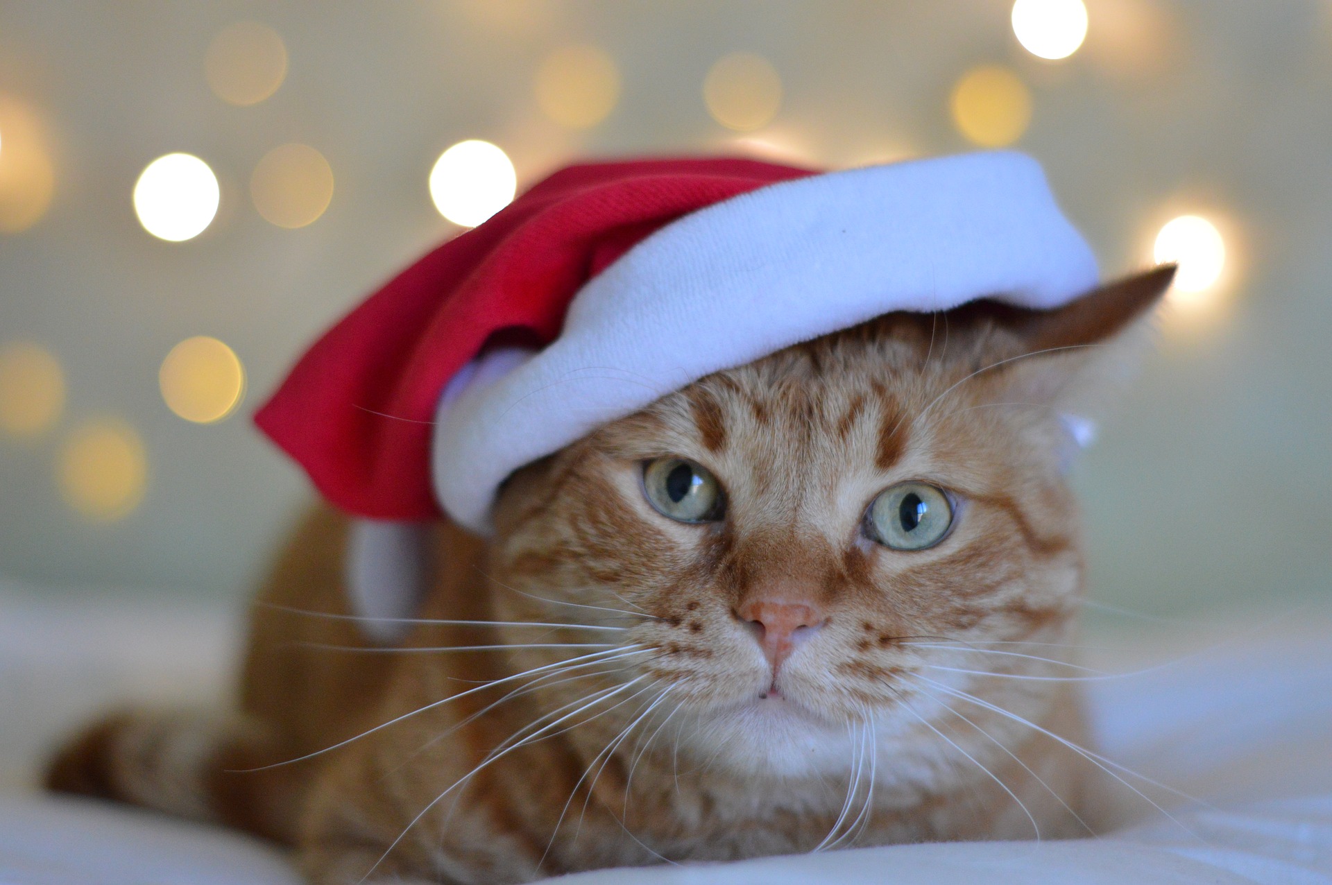 サンタの帽子を被った猫