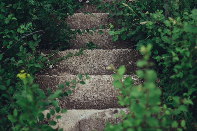 緑生い茂る階段